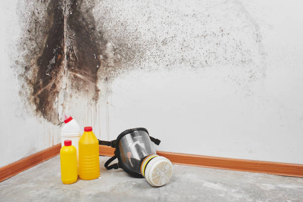 Best Affordable Mold Removal  in Shell Valley, ND