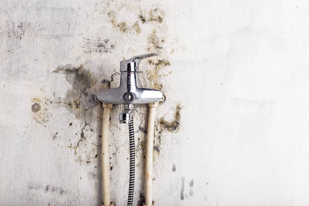 Best Same-Day Mold Removal  in Shell Valley, ND