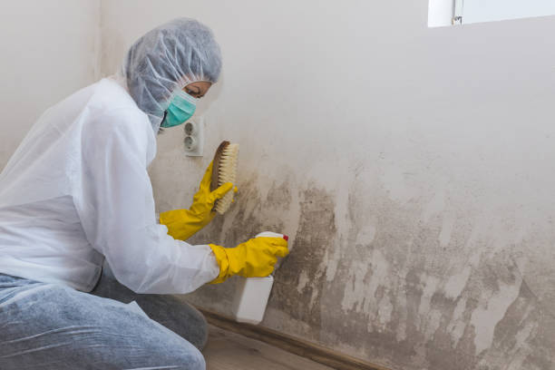 Home Mold Removal in Shell Valley, ND