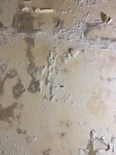 Best Mold Testing and Removal  in Shell Valley, ND