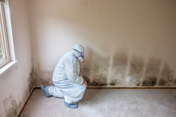 Best Residential Mold Removal  in Shell Valley, ND