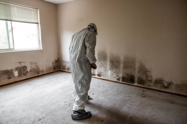 Best Toxic Mold Removal  in Shell Valley, ND