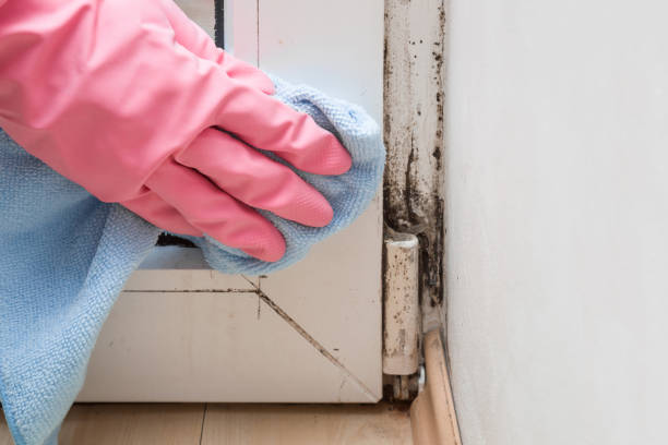 Best Office Mold Removal Services  in Shell Valley, ND